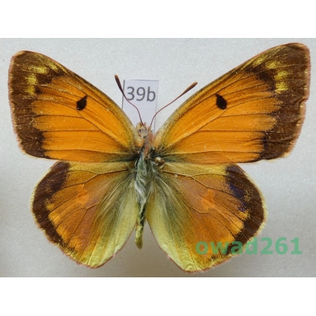 Colias romanovi Grum-Grshimailo, 1885 Kyrgyzstan39b